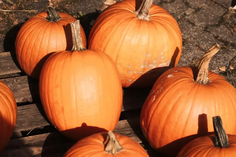 Buccia di zucca