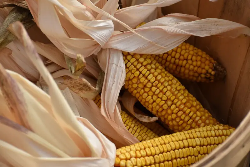 Corn husks