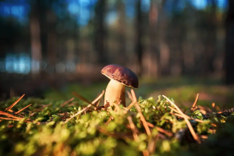 Funghi