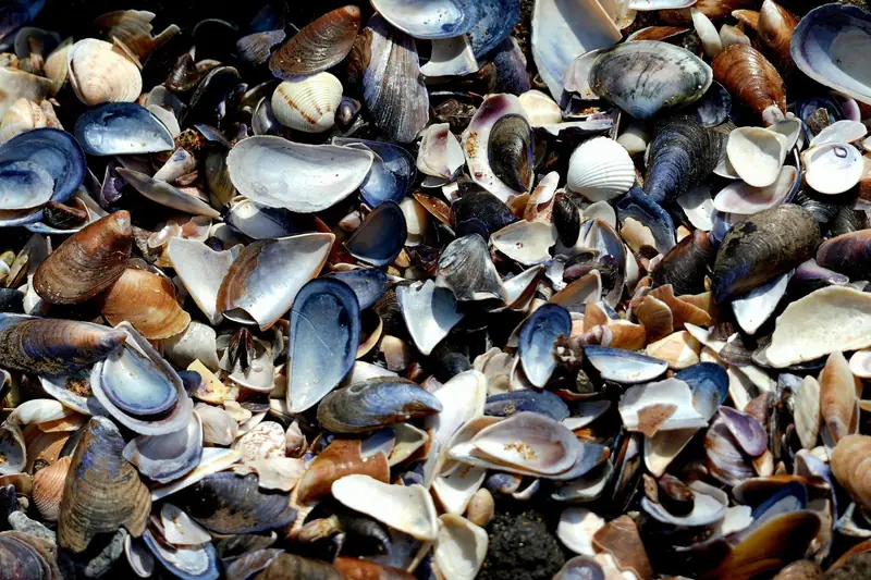Mussel, clam and oyster shells