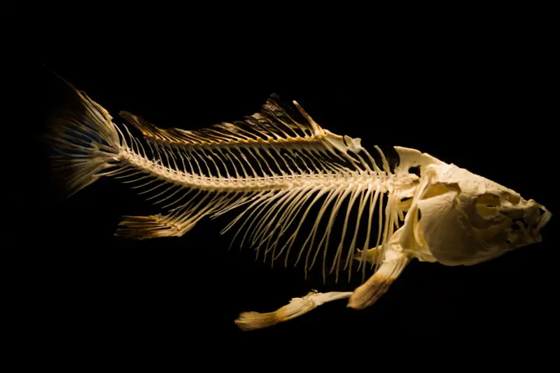 Pesce con testa, spine e pelle