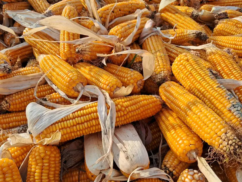 Corn cobs