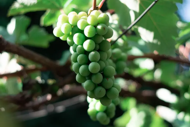 Acini d'uva